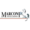 Marconi Stallions U20 logo